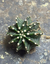 Load image into Gallery viewer, Gymnocalycium Friedrichii
