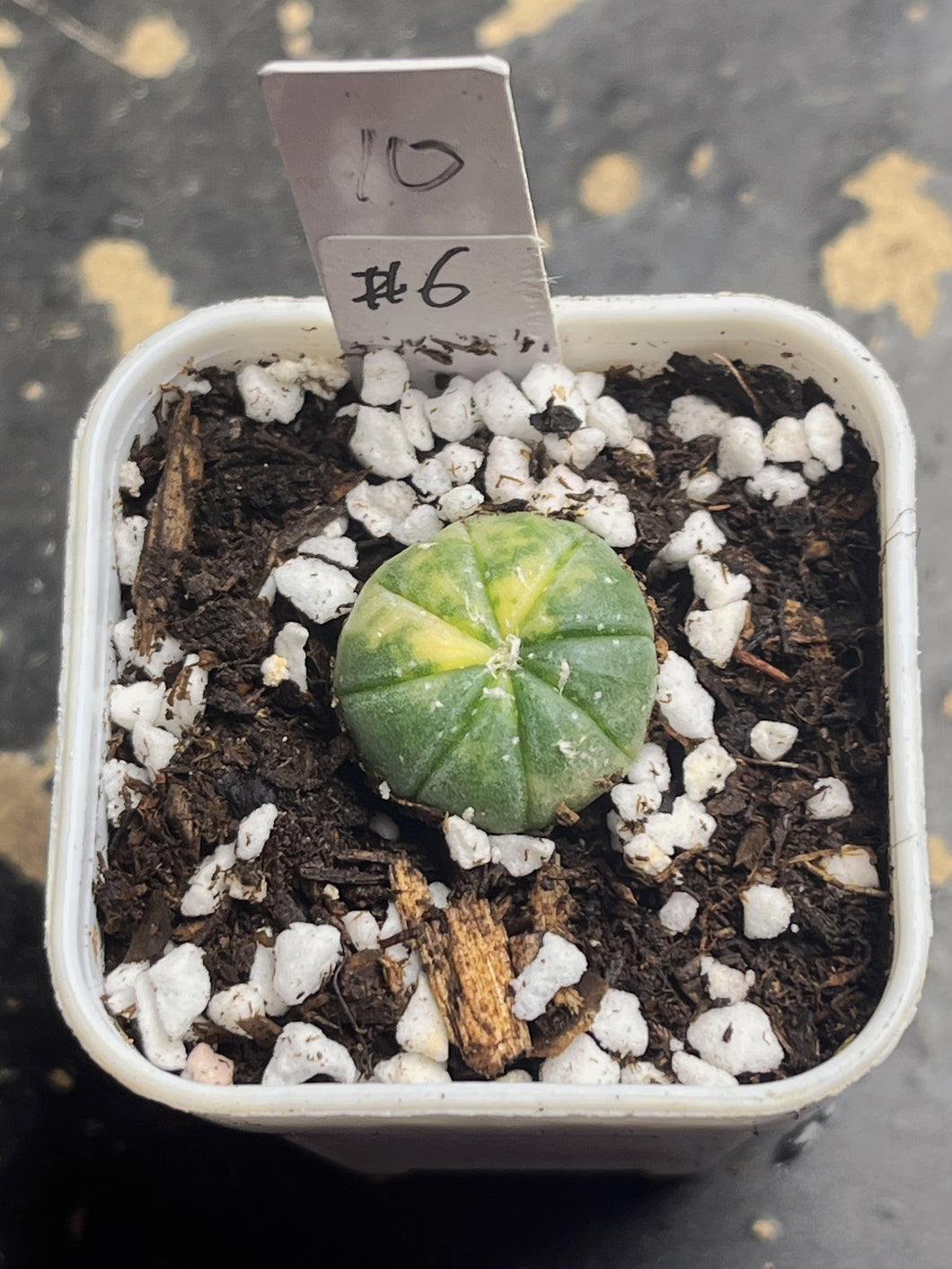 Astrophytum asterias Variegated
