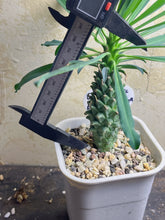 Load image into Gallery viewer, Euphorbia clandestina

