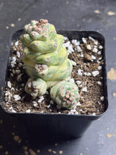 Load image into Gallery viewer, Monadenium ritchiei Variegated
