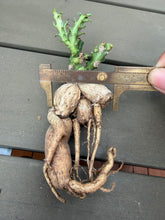 Load image into Gallery viewer, Euphorbia knuthii
