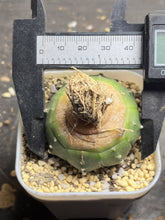 Load image into Gallery viewer, Astrophytum Asterias &#39;Purple&#39;
