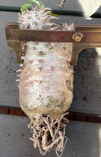 Load image into Gallery viewer, Pachypodium Brevicaule
