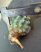 Load image into Gallery viewer, Pygmaeocereus bieblii
