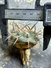 Load image into Gallery viewer, Gymnocalycium hossei
