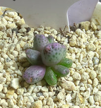 Load image into Gallery viewer, Conophytum marginatum ssp.

