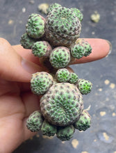Load image into Gallery viewer, Rebutia rauschii f. Rubra
