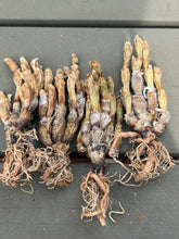 Load image into Gallery viewer, Monilaria obconica
