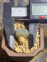 Load image into Gallery viewer, Lophophora peyote crested
