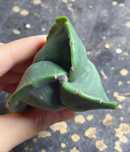 Load image into Gallery viewer, Astrophytum myriostigma
