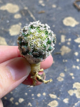 Load image into Gallery viewer, Mammillaria hernandezii
