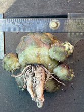 Load image into Gallery viewer, Copiapoa hypogea (Lizard skin)
