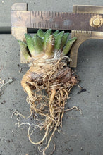 Load image into Gallery viewer, Ariocarpus kotschoubeyanus
