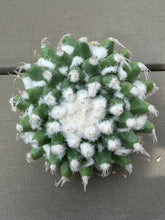 Load image into Gallery viewer, Mammillaria Vagaspina Craig
