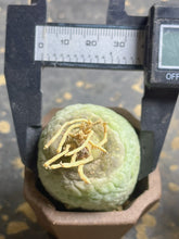 Load image into Gallery viewer, Pseudolithos cubiformis
