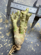 Load image into Gallery viewer, Othonna euphorbioide
