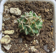 Load image into Gallery viewer, Turbinicarpus schmiedickeanus andersonii
