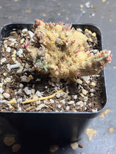 Load image into Gallery viewer, Phyllobolus resurgens
