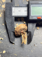 Load image into Gallery viewer, Othonna cacalioides
