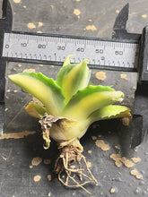 Load image into Gallery viewer, Agave  ‘ohi raijin’ yellow mediopicta variegated
