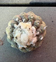 Load image into Gallery viewer, Copiapoa hypogea (Lizard skin)
