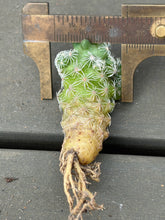 Load image into Gallery viewer, Mammillaria herrerae
