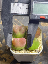 Load image into Gallery viewer, Conophytum Maughanii ( each)
