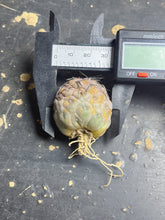 Load image into Gallery viewer, Tephrocactus geometricus

