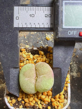 Load image into Gallery viewer, Conophytum concavum
