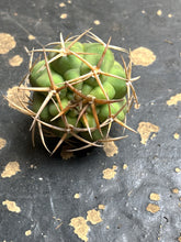 Load image into Gallery viewer, Gymnocalycium ambatoense

