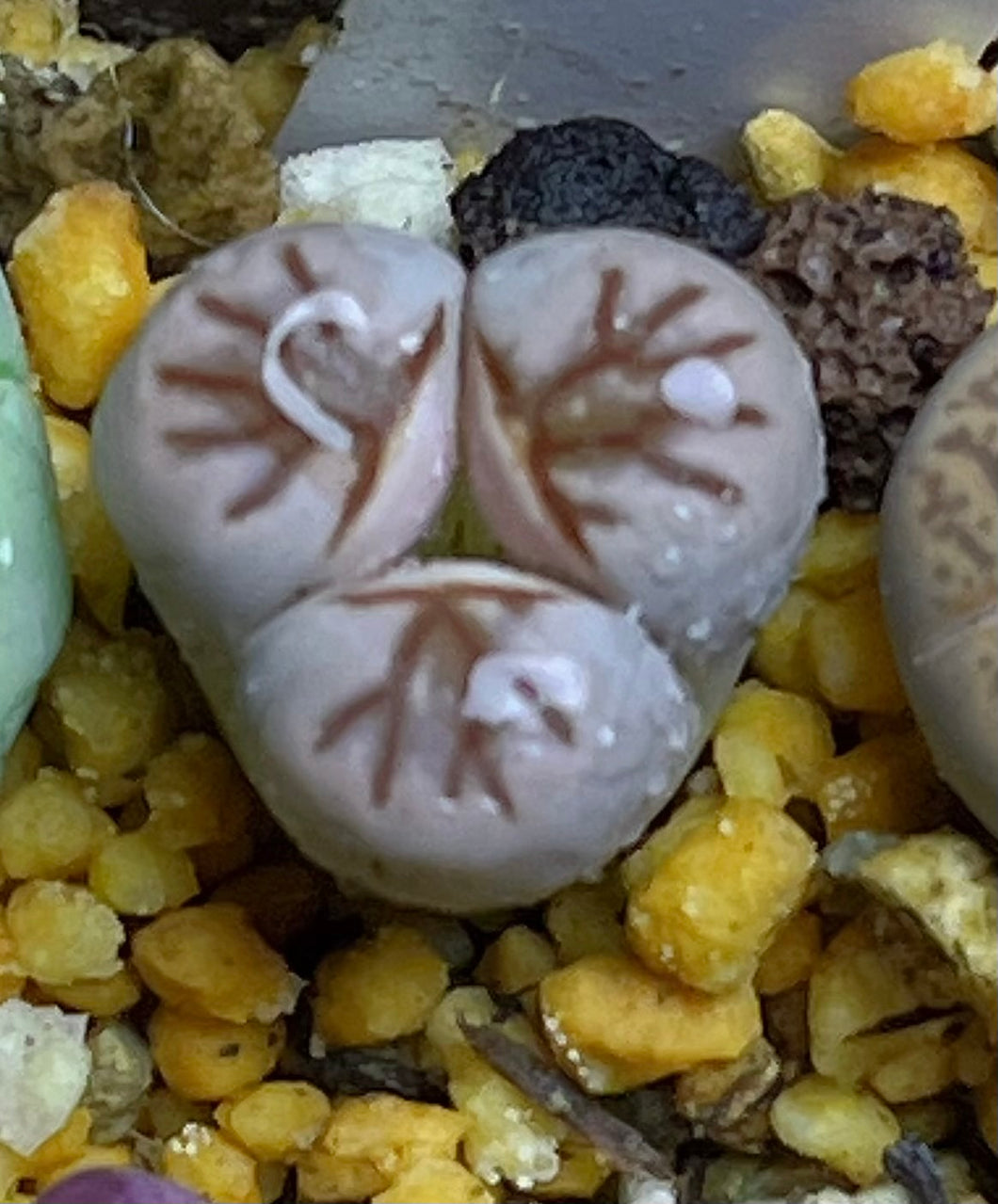 Lithops three leaf