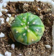 Load image into Gallery viewer, Astrophytum asterias Variegated
