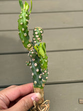 Load image into Gallery viewer, Euphorbia Royleana bois
