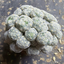 Load image into Gallery viewer, Mammillaria humboldtii
