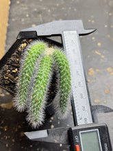 Load image into Gallery viewer, Monkey Tail
