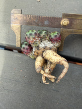 Load image into Gallery viewer, Rebutia rauschii
