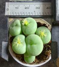 Load image into Gallery viewer, conophytum wettsteinii
