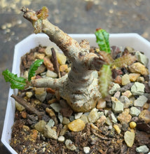 Load image into Gallery viewer, Boswellia nana
