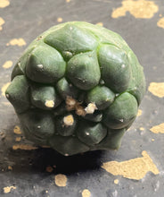 Load image into Gallery viewer, astrophytum asterias
