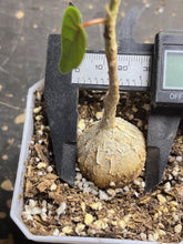 Load image into Gallery viewer, Ficus petiolaris
