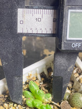 Load image into Gallery viewer, Conophytum marginatum ssp.
