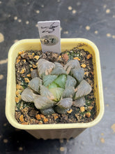 Load image into Gallery viewer, Haworthia variegated
