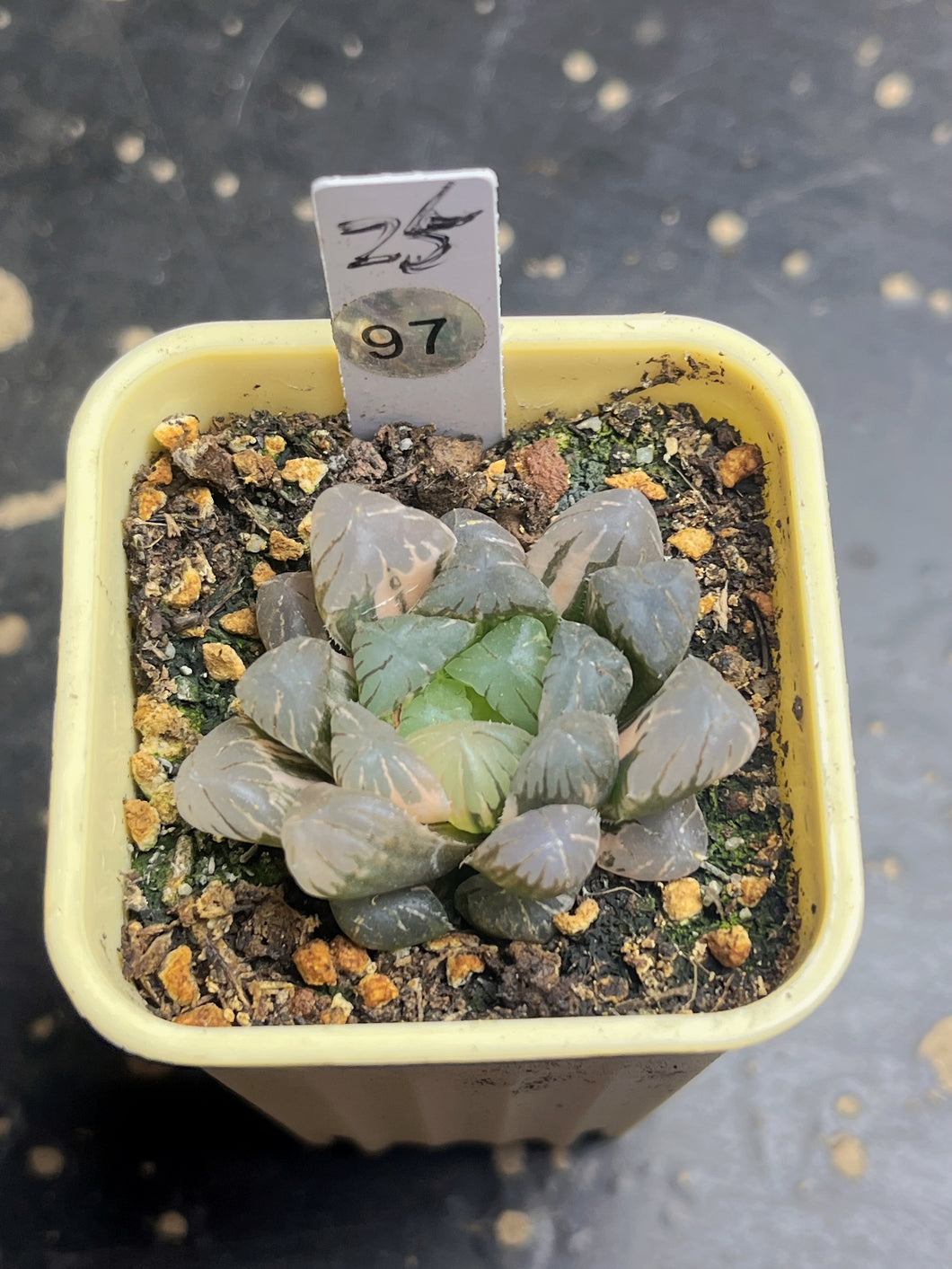 Haworthia variegated