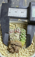 Load image into Gallery viewer, Mammillaria theresae f. albiflora
