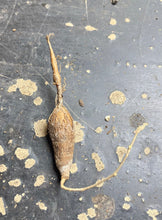 Load image into Gallery viewer, Operculicarya pachypus
