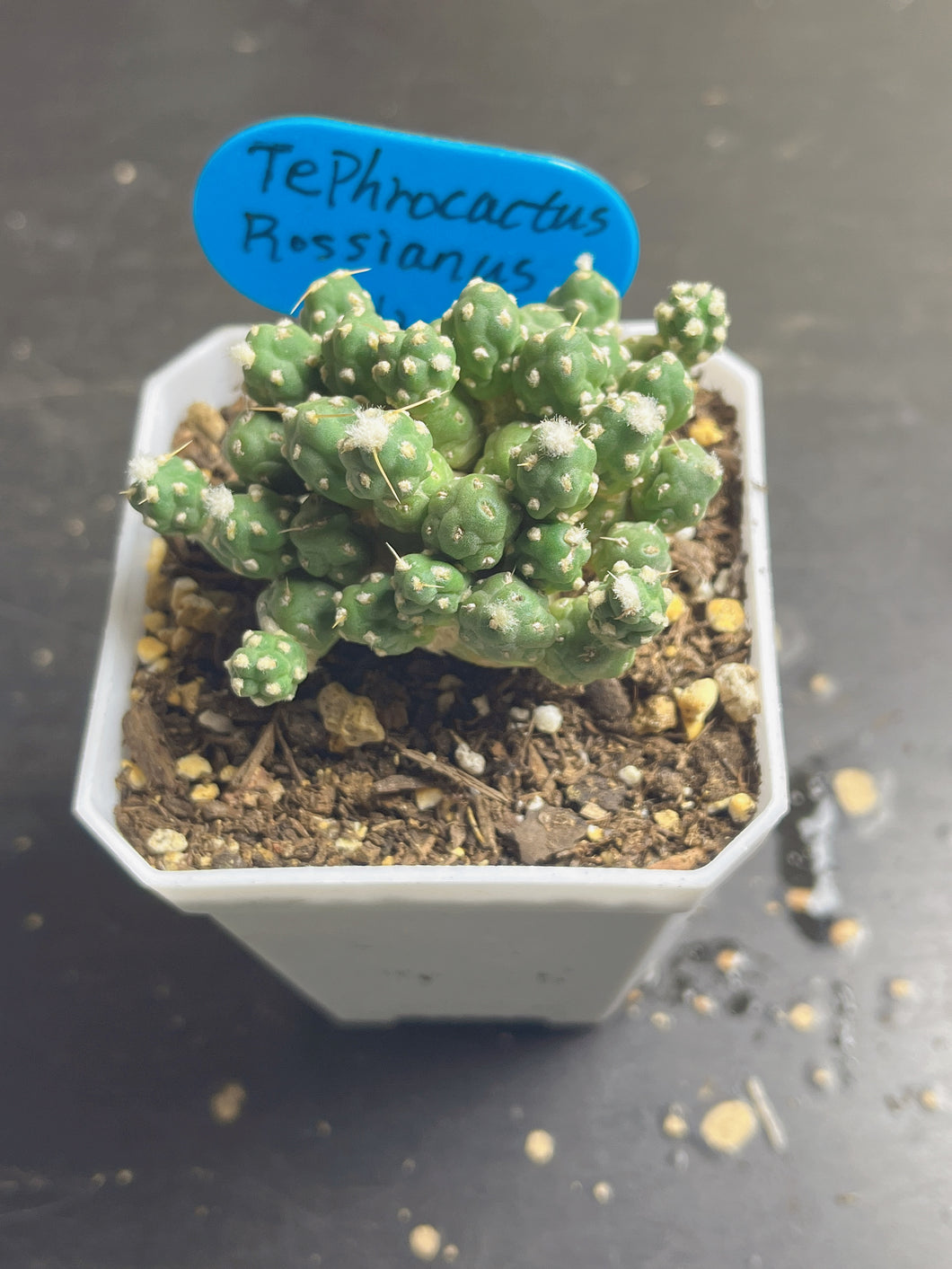 Tephrocactus Rossianus