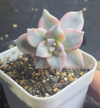 Load image into Gallery viewer, Purple Delight Variegated
