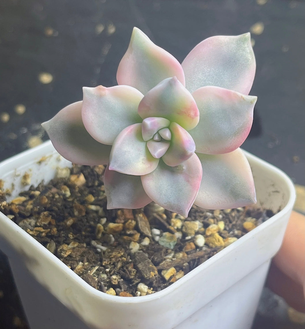 Purple Delight Variegated