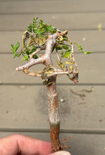 Load image into Gallery viewer, Commiphora monstruosa

