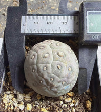 Load image into Gallery viewer, Tephrocactus geometricus
